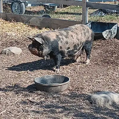 KuneKune Sow, View more