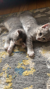 two kittens 
