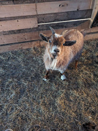 Pygmy goats