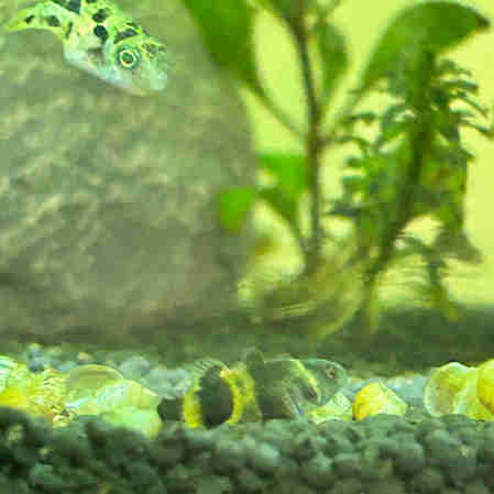 bumblebee goby pair (male&female) in Fish for Rehoming in Red Deer