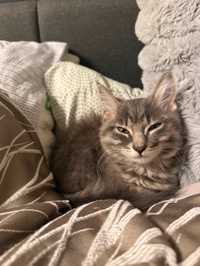 Turkish angora mix in Cats & Kittens for Rehoming in Sudbury