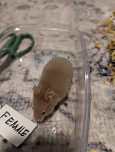 $10 baby hamsters two months old, View more