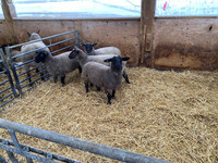 British Suffolk ewe Lambs Pending on Pick up