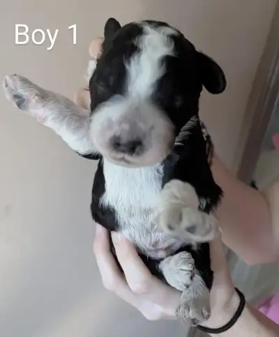 Portuguese Water dog puppies, medium sized, non-shedding, considered hypo-allergenic. Bred for tempe...