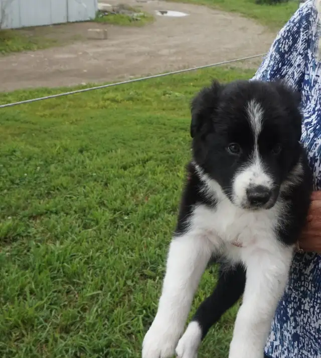 Border Collie Pups in Dogs & Puppies for Rehoming in London - Image 3