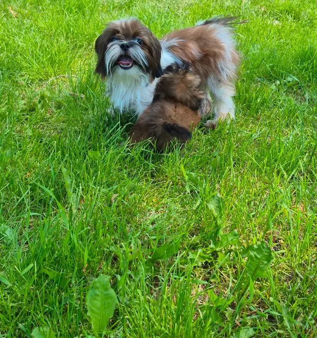 Micro Imperial Shih Tzu Puppies in Dogs & Puppies for Rehoming in Oakville / Halton Region - Image 6