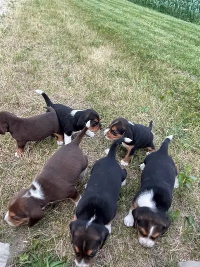 PUREBRED BEAGLE PUPPIES FOR SALE! , View more