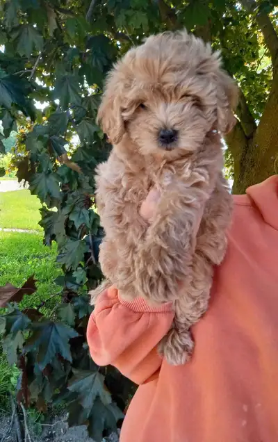 Beautiful Cockapoo puppies are looking for home, View more