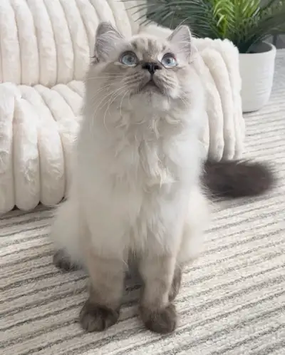 Kitten Ragdoll + Persion 10 months old, View more
