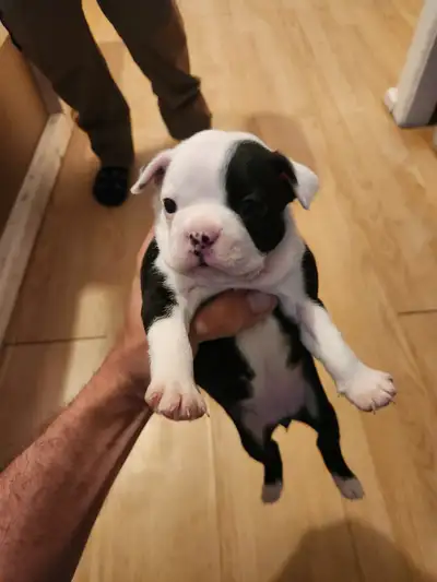 1 mâle et 1 femelle Boston terrier à vendre. Les chiots reçevront le vaccin de base, micropuce et ve...