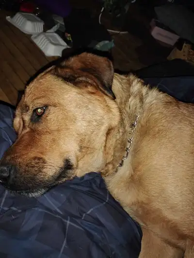 large mixed breed dog and female calico cat, View more