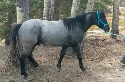 potential plus blue roan gelding, View more