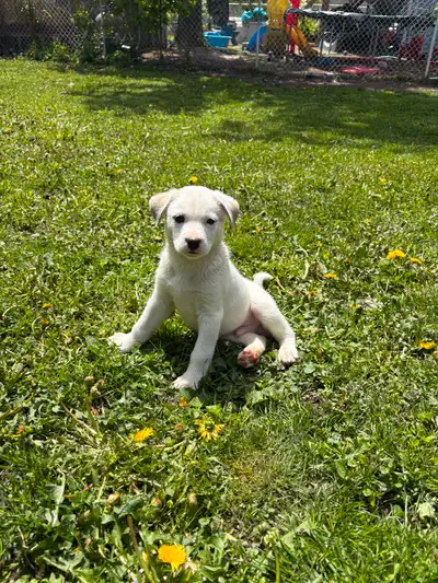 Very loving and cuddly little boy No shot $250 obo