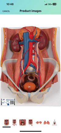 3B Scientific K32 6 Part Dual Sex Urinary System Model, 12.2-Inc