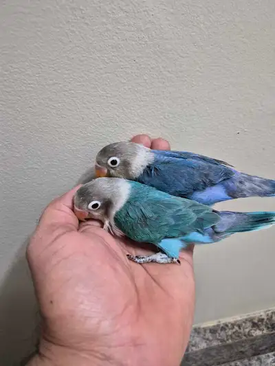 3 months old unknown gender $150 each
