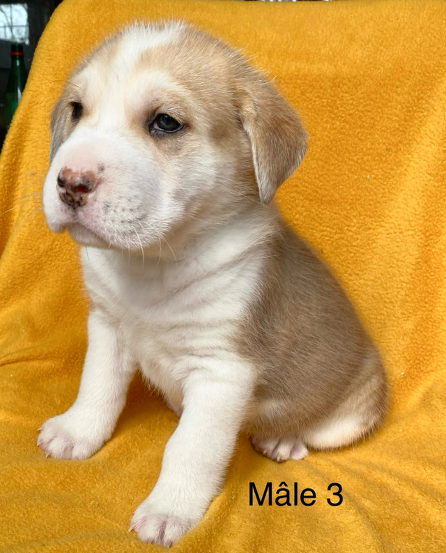 Chiots husky x labrador in Dogs & Puppies for Rehoming in Laval / North Shore - Image 4