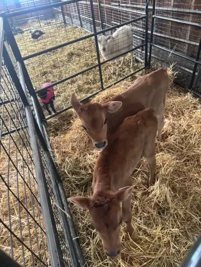 bull calf , View more