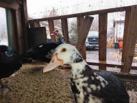 Muscovy ducks with cage.