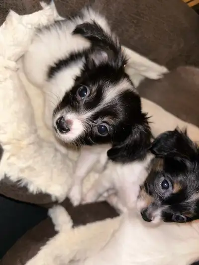 Superbes chiens papillons prêts pour leur nouvelle famille ! Ils sont très intelligents et attachant...