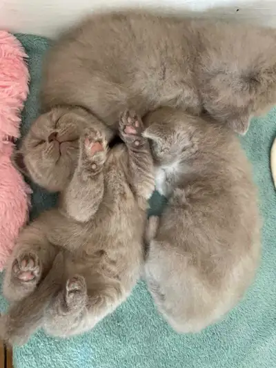 British Shorthair Kittens rose lilac color, View more