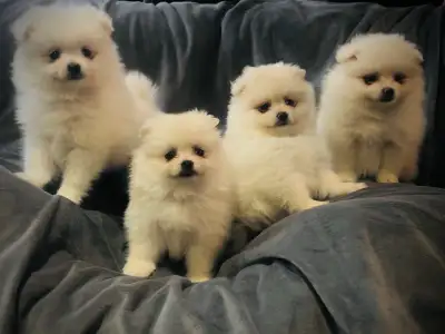 Adorable purebred Creamy White Pomeranian Puppies, View more