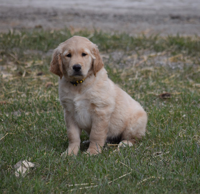 Pure Golden Retriever Pups in Dogs & Puppies for Rehoming in Portage la Prairie - Image 3