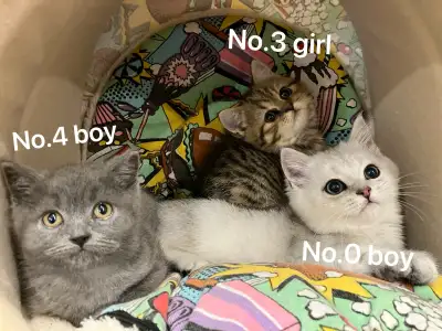 ** Round face British shorthair kittens **, View more