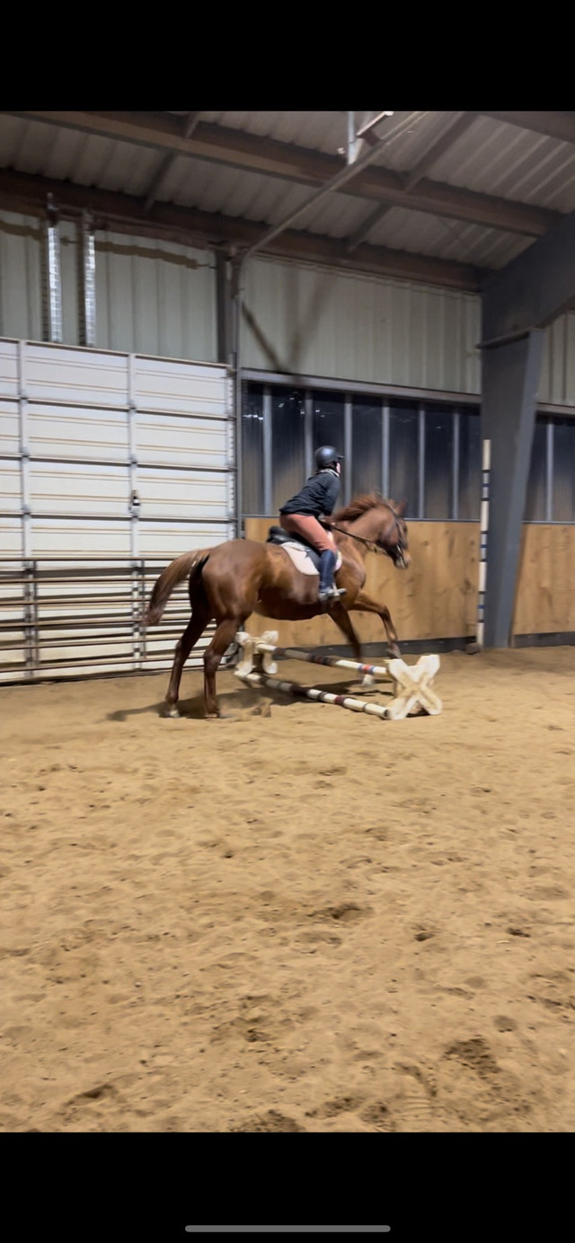 Horseback riding lessons in Equestrian & Livestock Accessories in Brantford - Image 4