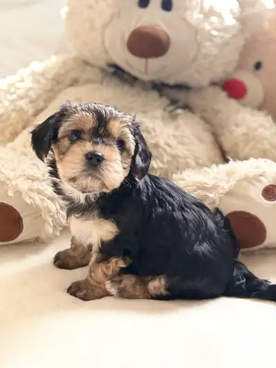 morkie puppies, View more