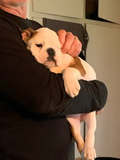 Moka est une très bonne chienne. En bonne voie vers la propreté à l’extérieur. Elle aime tout le mon...