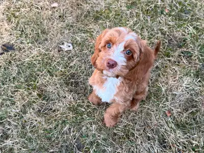 Gorgeous mini Cockapoo puppy Amazing family dog! Very smart, kind and loyal. Great with kids. Very l...