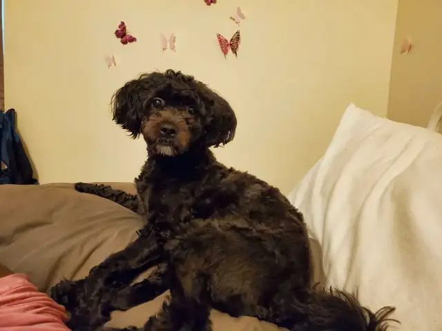 Rehoming maltipoo female 12 months old in Dogs & Puppies for Rehoming in City of Toronto - Image 6