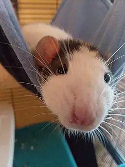 Looking for unwanted pet rats my daughter just got into wanting rats for pets she loves them
