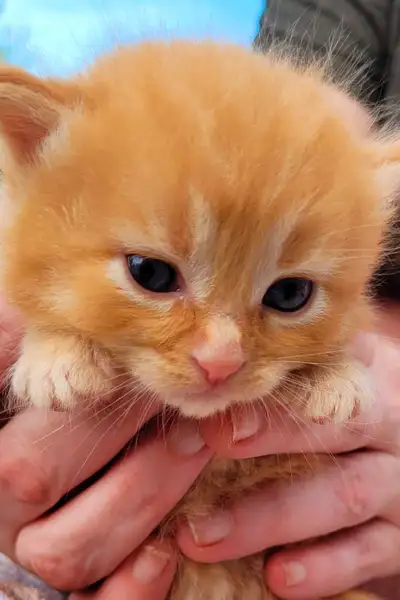 These adorable kittens are looking for their forever homes! They are currently four weeks old and wi...
