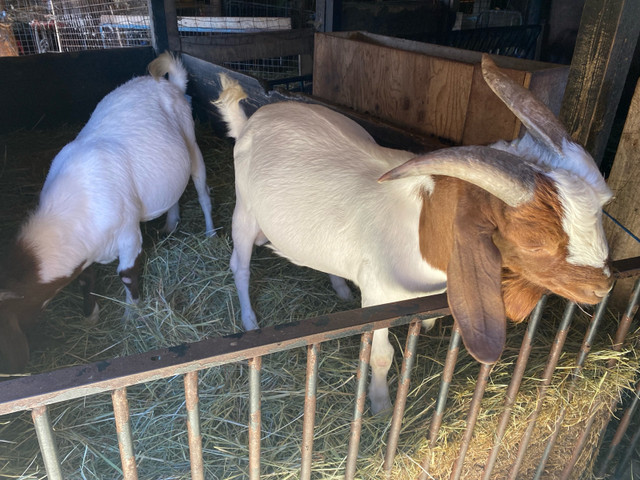 Mixed goats  in Livestock in Barrie - Image 4