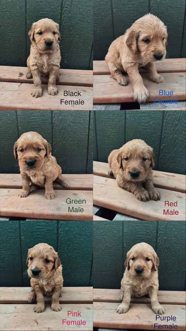 Golden Retriever Puppies (SOLD) in Dogs & Puppies for Rehoming in Edmonton - Image 3