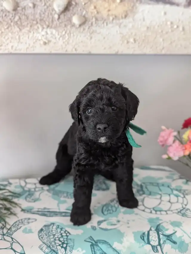 Miniature Whoodle puppies in Dogs & Puppies for Rehoming in Sudbury - Image 9