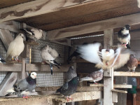 PIGEONS FOR SALE $80 each PICKERING