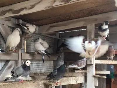 PIGEONS FOR SALE $80 each PICKERING, View more