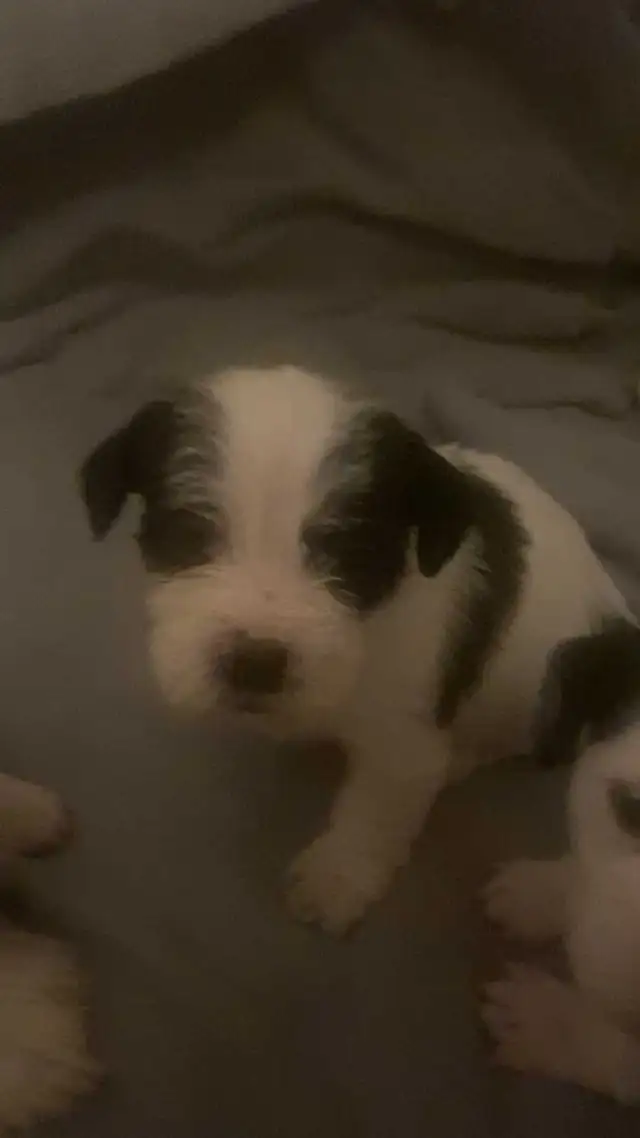 ShitBull x Weiner Puppies in Dogs & Puppies for Rehoming in Vancouver - Image 4