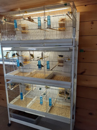 cage a oiseaux et volière