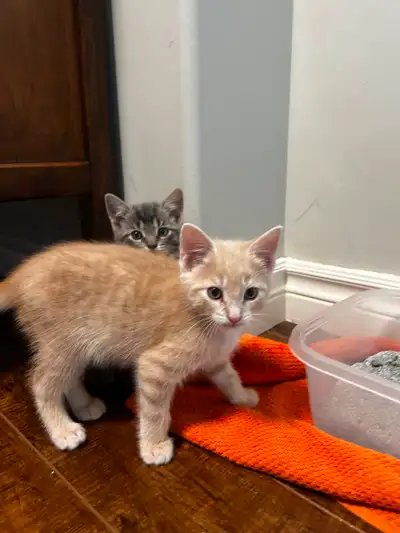 Kittens for rehoming, View more
