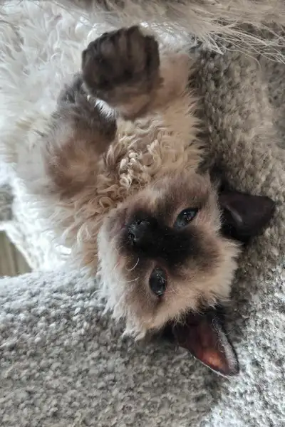❤️❤️Reduced!❤️❤️POODLE CAT (Rex), View more