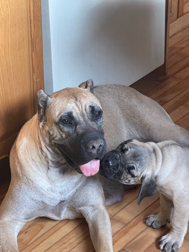 Purebred Pressa canario puppies for sale$500 in Dogs & Puppies for Rehoming in Barrie - Image 3