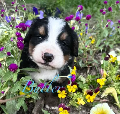 Bernese Mountain Dog puppies M/F, View more