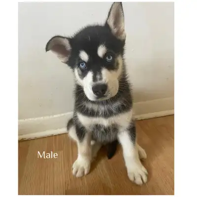 Pure bred Siberian huskies searching for their forever homes, View more