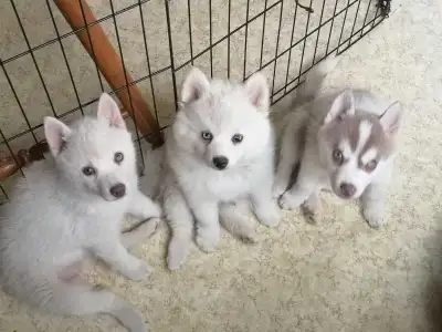 Diamond, Jack and Ace are looking for new homes at a huge discount. This is my last litter as my kid...