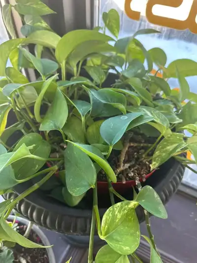 Pothos Plant with a nice pot , View more