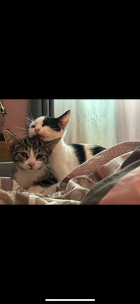 Bonded kittys