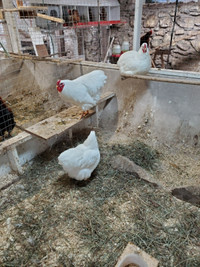 White Wyandotte Chicken Hatching Eggs
